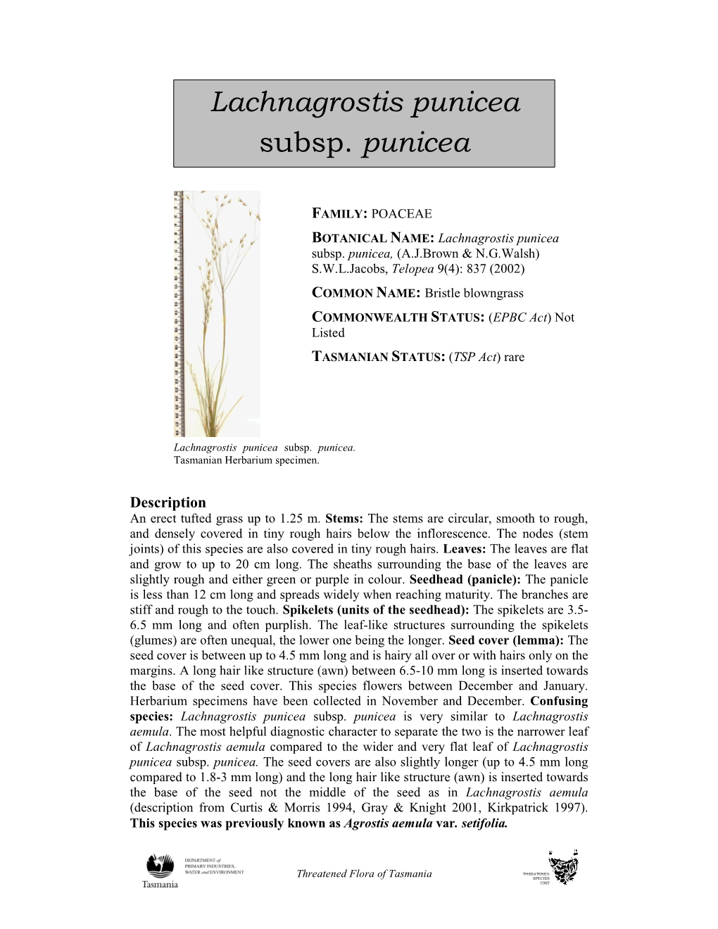 Lachnagrostis Punicea Subsp. Punicea