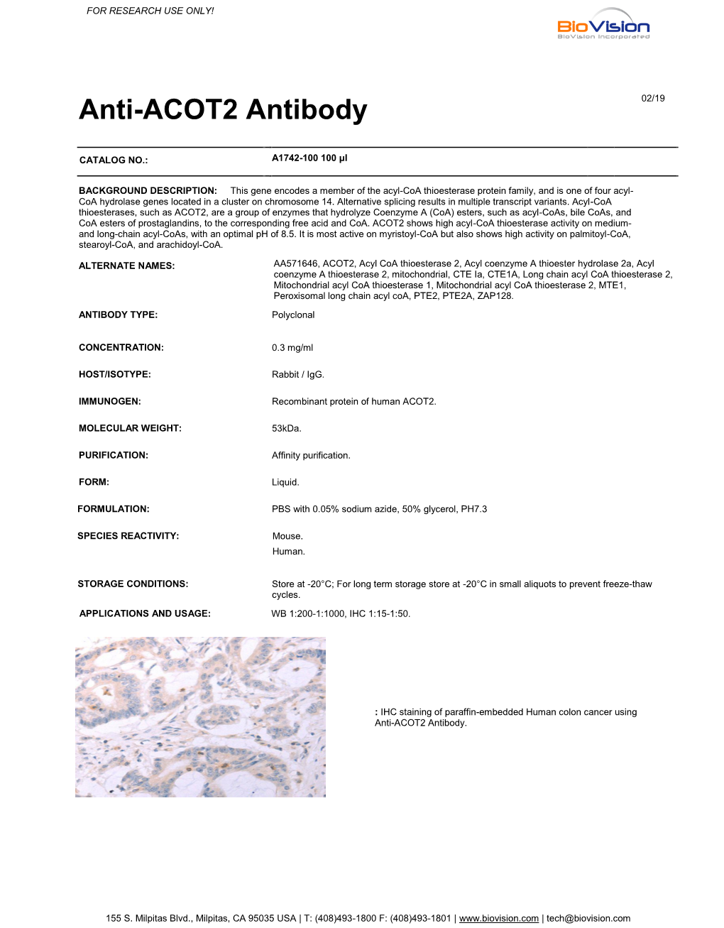 Anti-ACOT2 Antibody