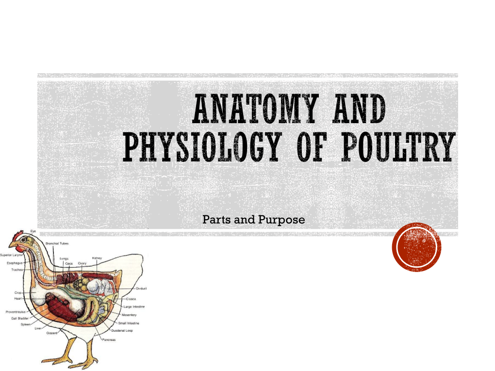 Anatomy and Physiology of Poultry