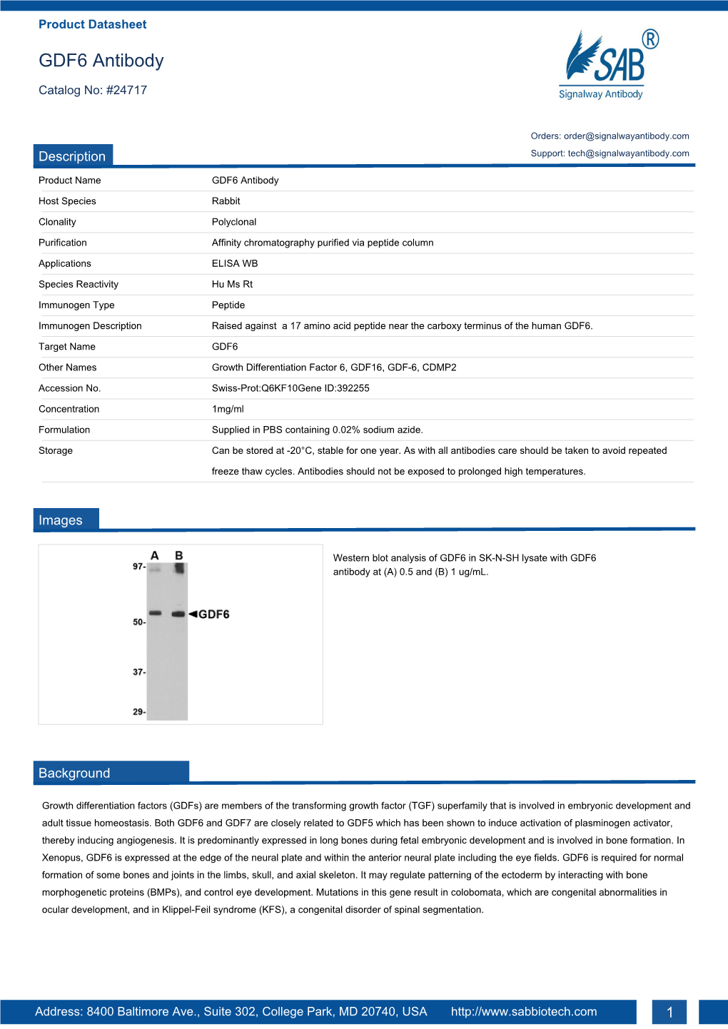 GDF6 Antibody