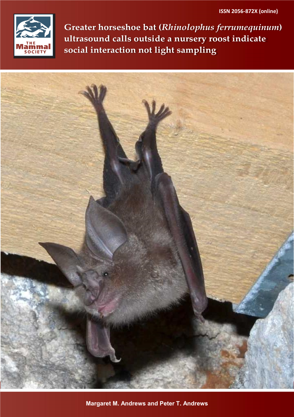 Greater Horseshoe Bat Calls at Roost the Mammal Society