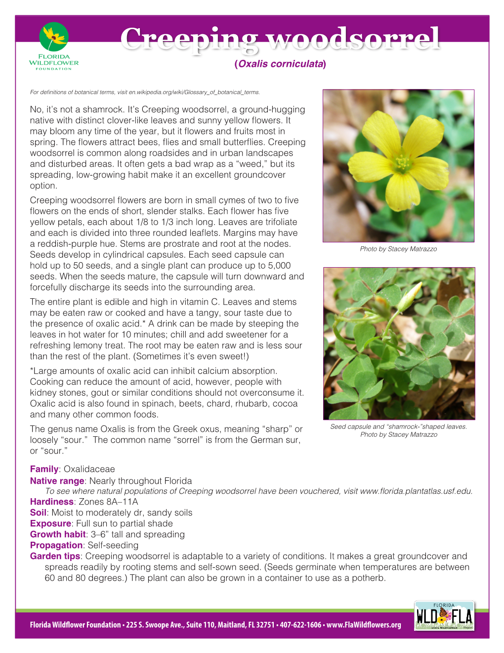 Creeping Woodsorrel (Oxalis Corniculata)