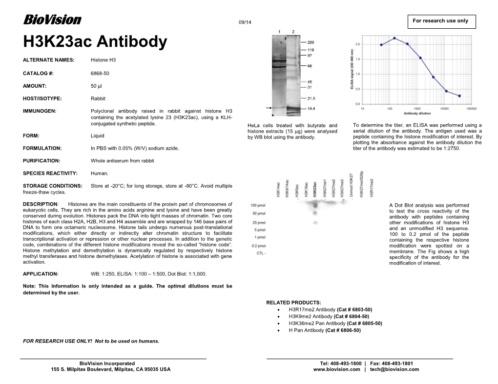 H3k23ac Antibody