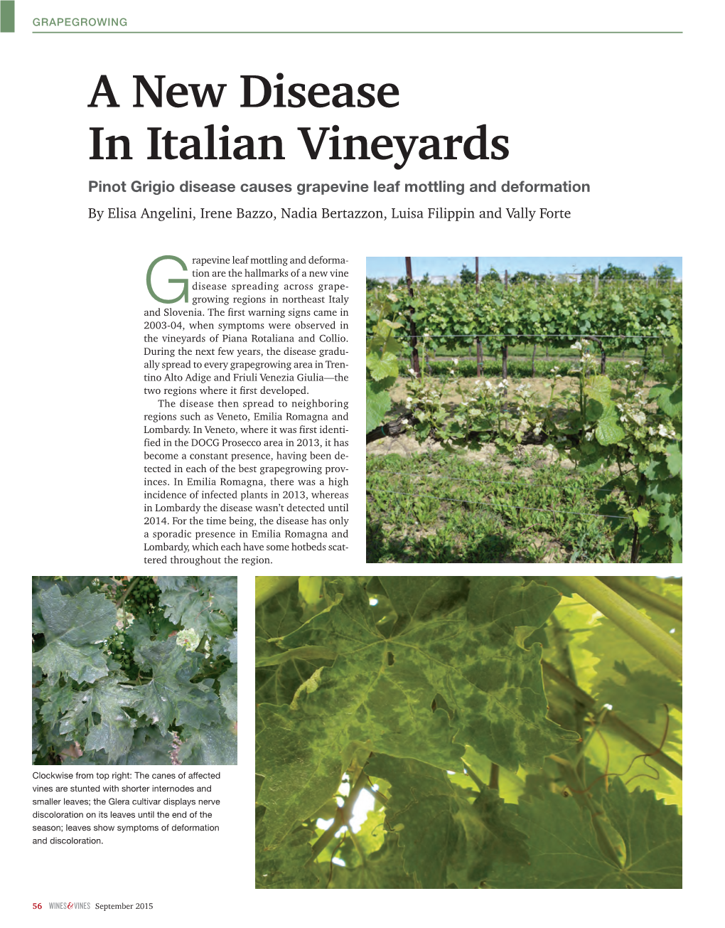 A New Disease in Italian Vineyards