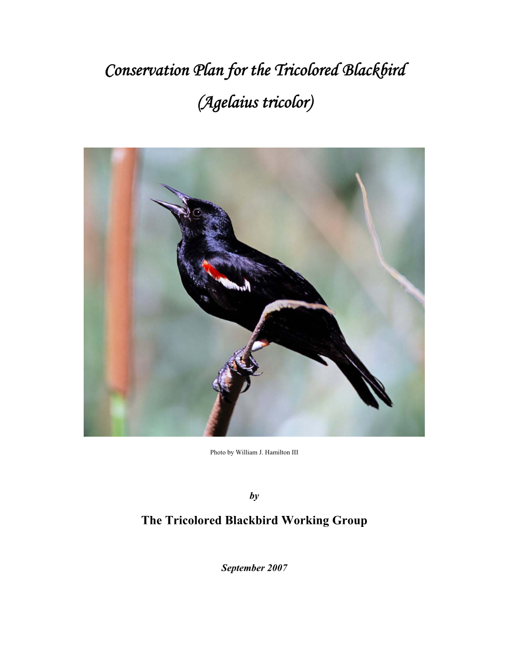 Conservation Plan for the Tricolored Blackbird (Agelaius Tricolor)