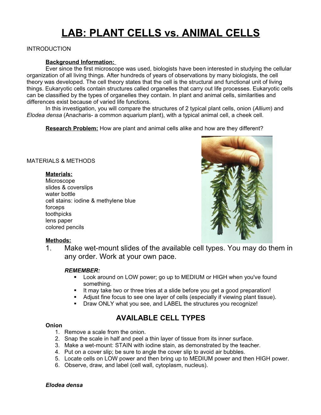 LAB: PLANT CELLS Vs