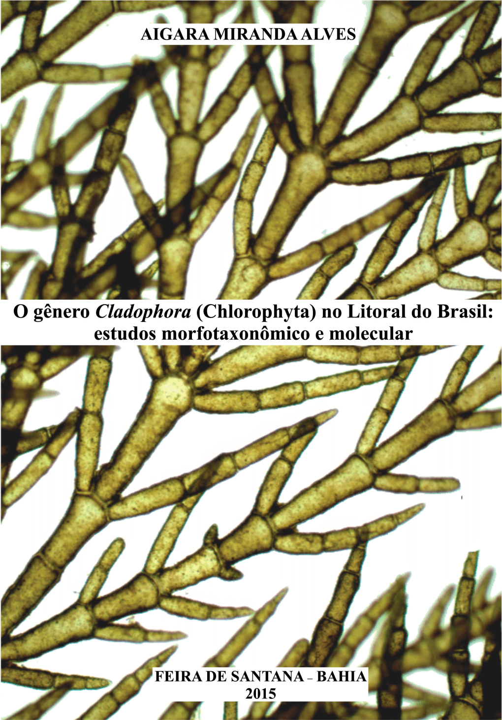 O Gênero Cladophora (Chlorophyta) No Litoral Do Brasil: Estudos Morfotaxonômico E Molecular