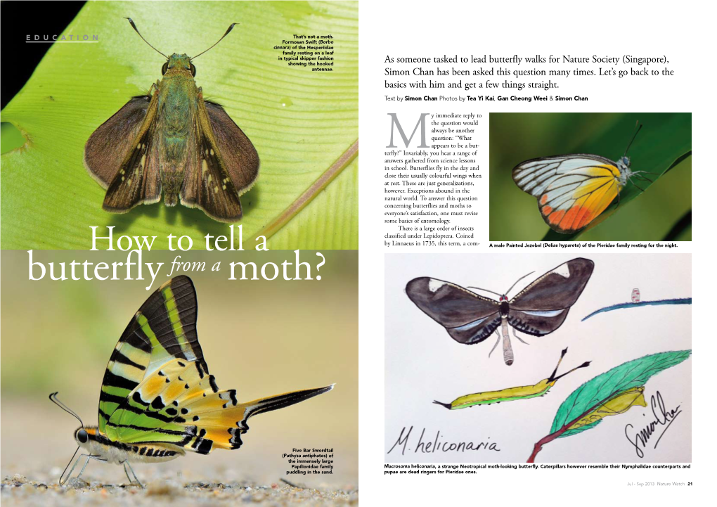 How to Tell a by Linnaeus in 1735, This Term, a Com- a Male Painted Jezebel (Delias Hyparete) of the Pieridae Family Resting for the Night