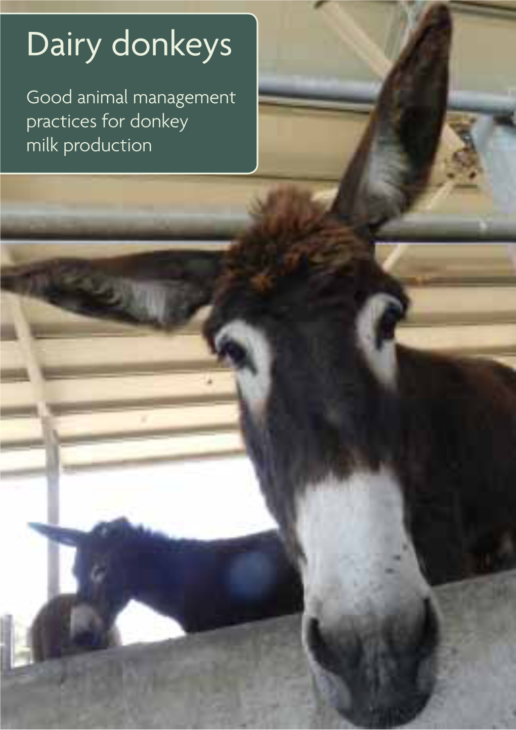 Dairy-Donkey-Guidelines.002.Pdf