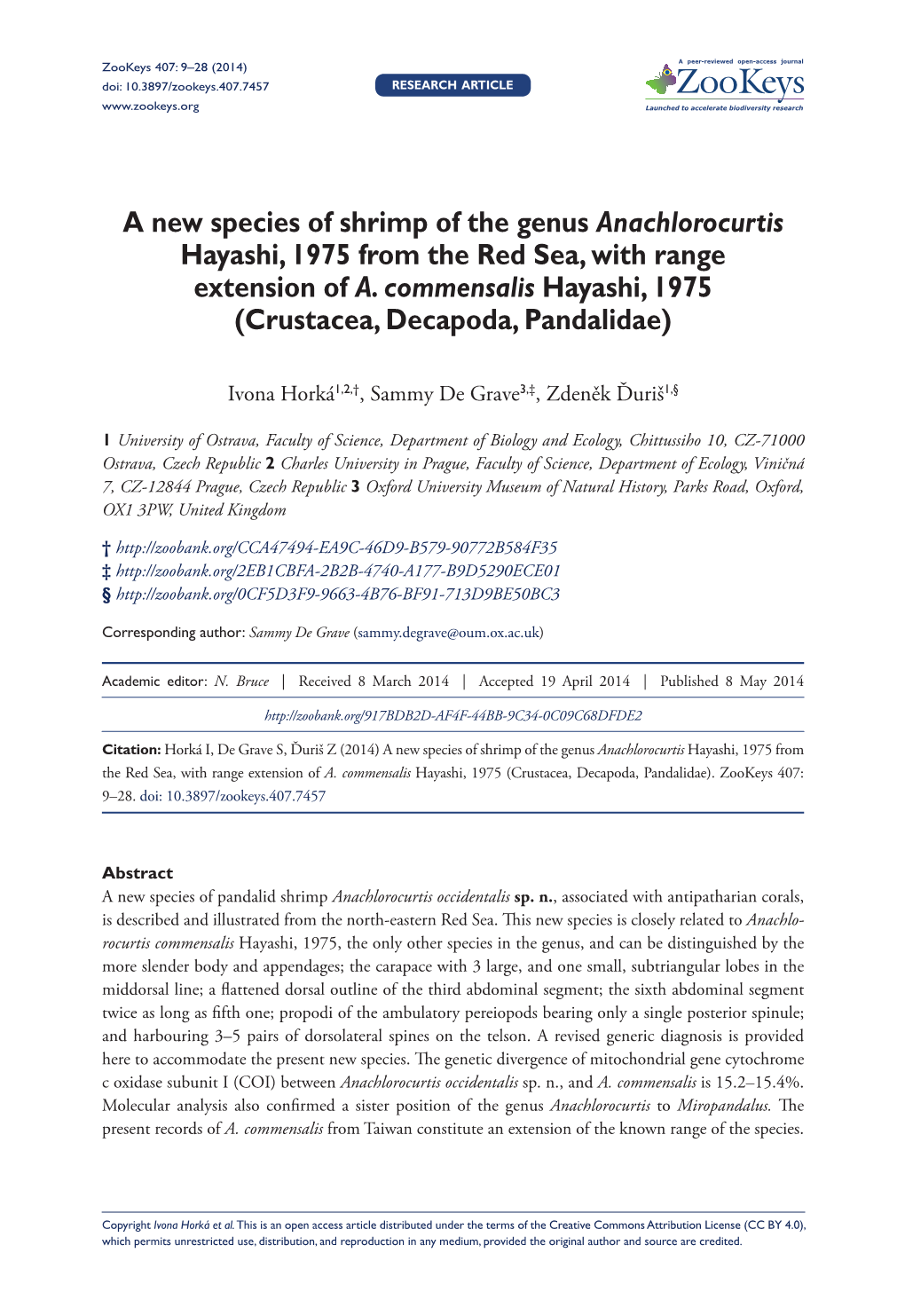 A New Species of Shrimp of the Genus Anachlorocurtis Hayashi, 1975 from the Red Sea, with Range Extension of A