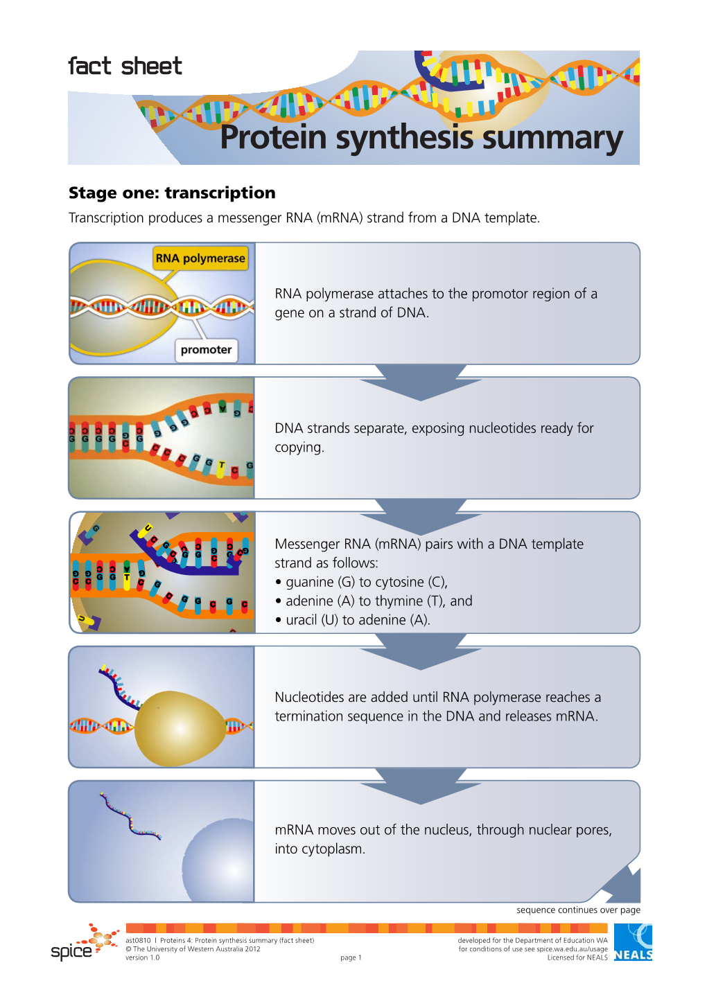 Protein Synthesis Summary