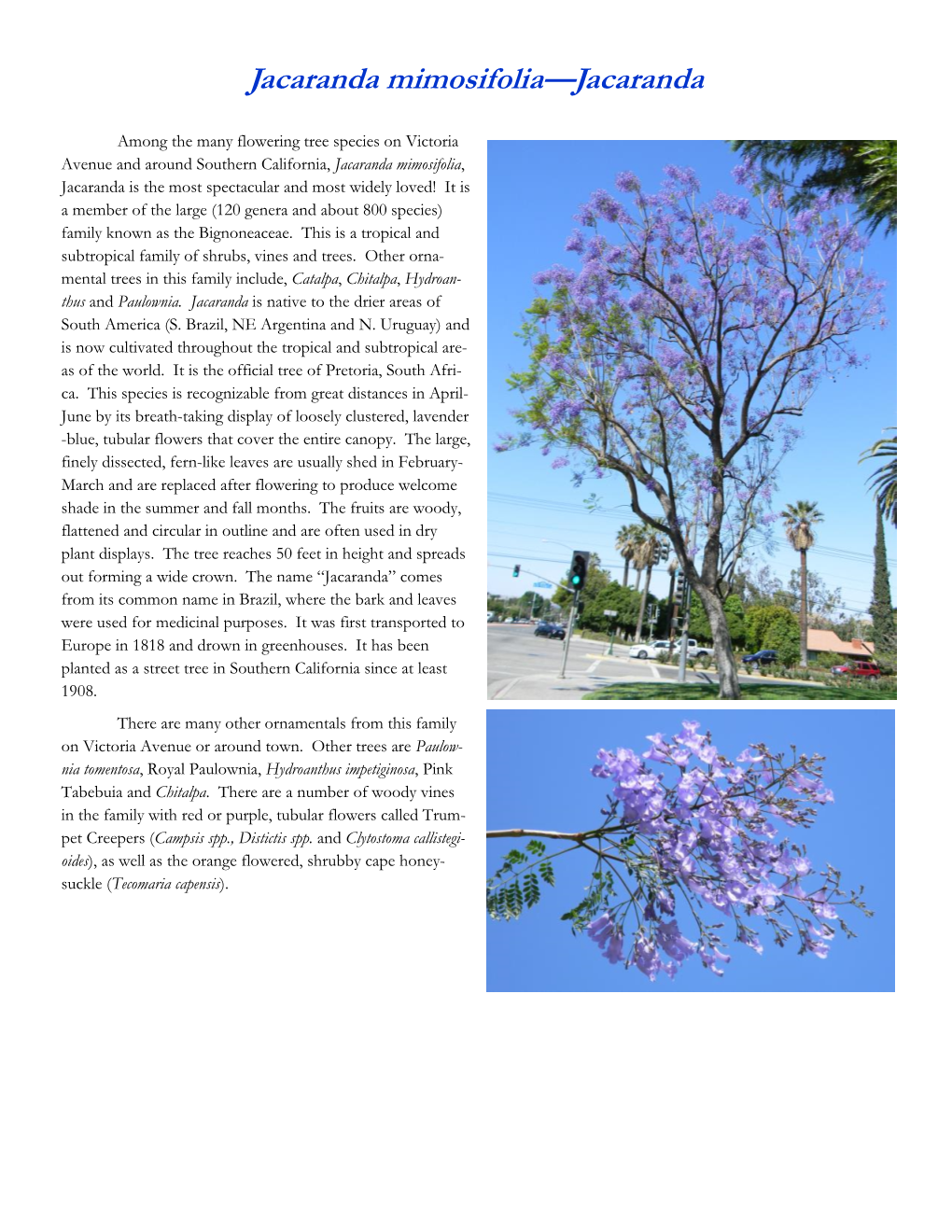 Jacaranda Mimosifolia—Jacaranda