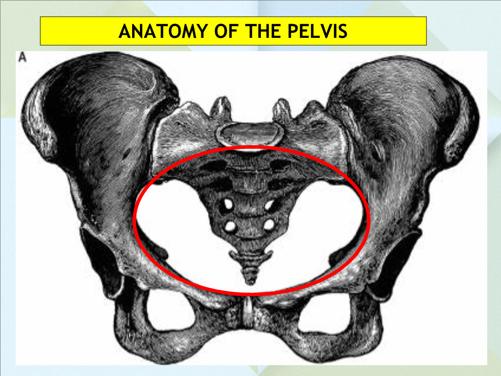 Anatomy of the Pelvis Objectives