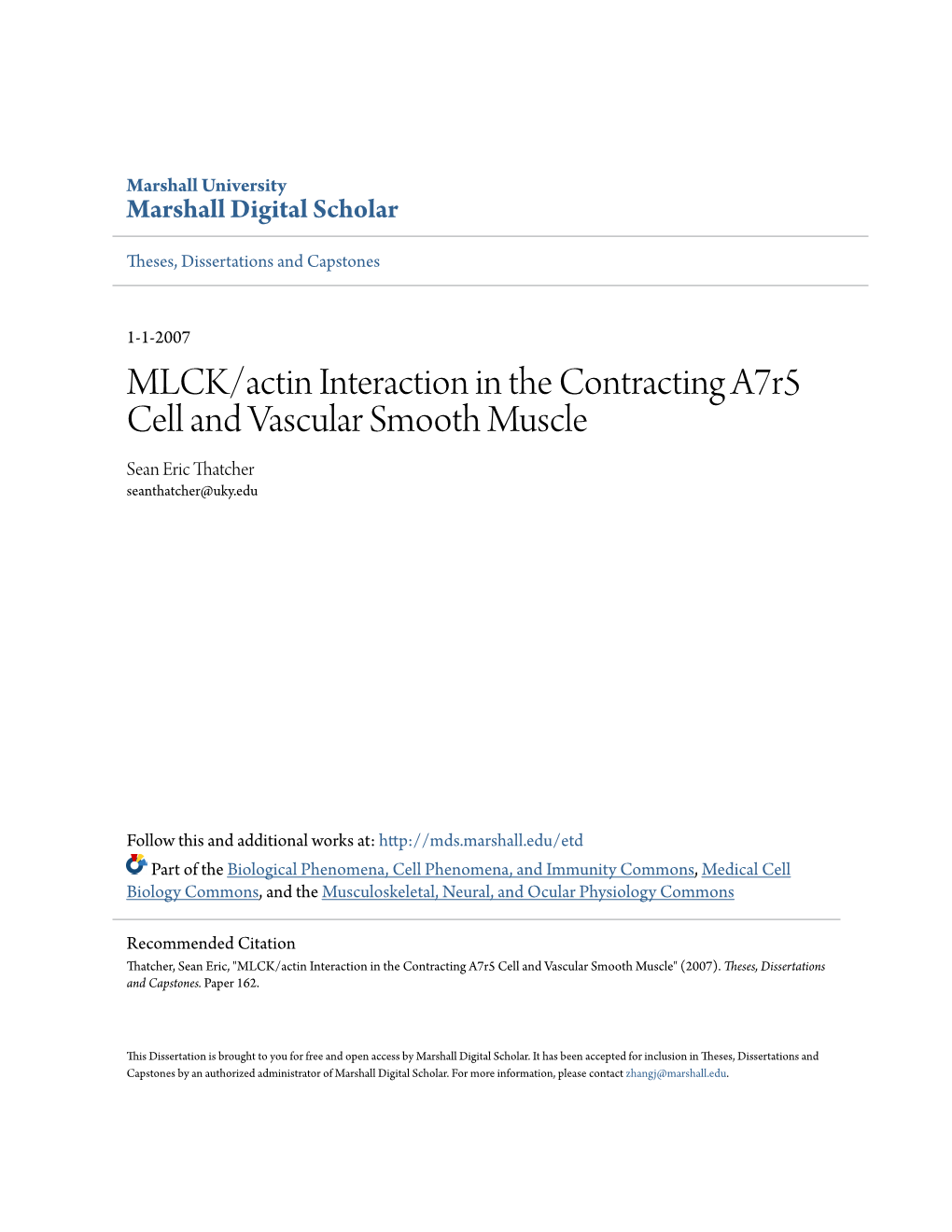 MLCK/Actin Interaction in the Contracting A7r5 Cell and Vascular Smooth Muscle Sean Eric Thatcher Seanthatcher@Uky.Edu