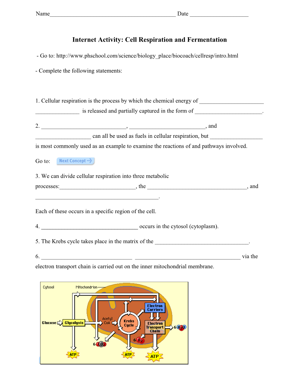 Internet Activity: Cell Respiration and Fermentation