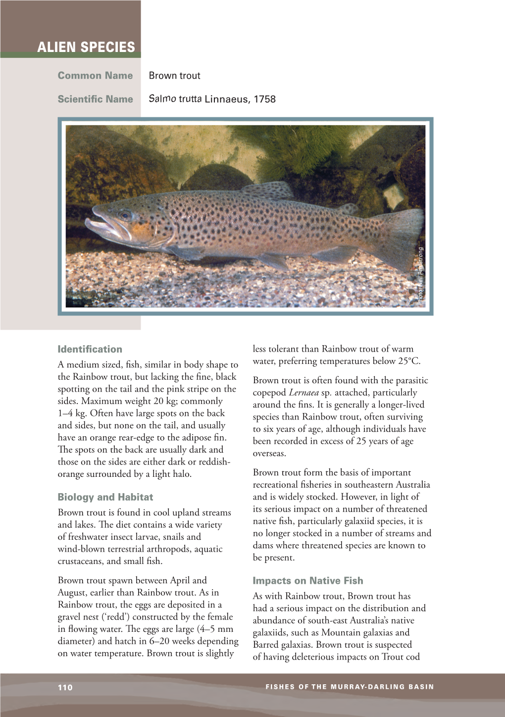 Factsheet Alien Brown Trout