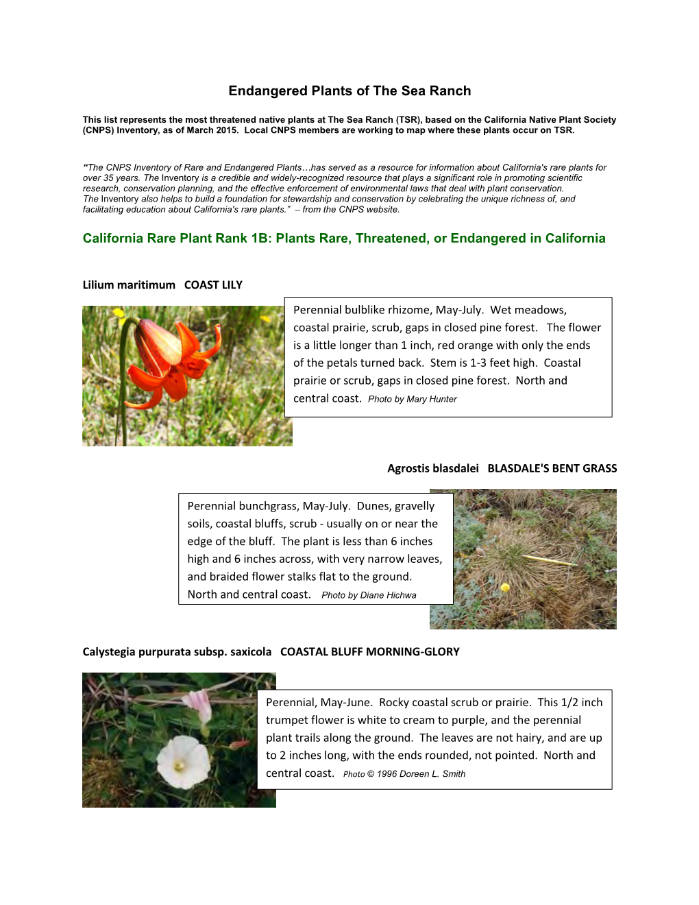 Endangered Plants of the Sea Ranch