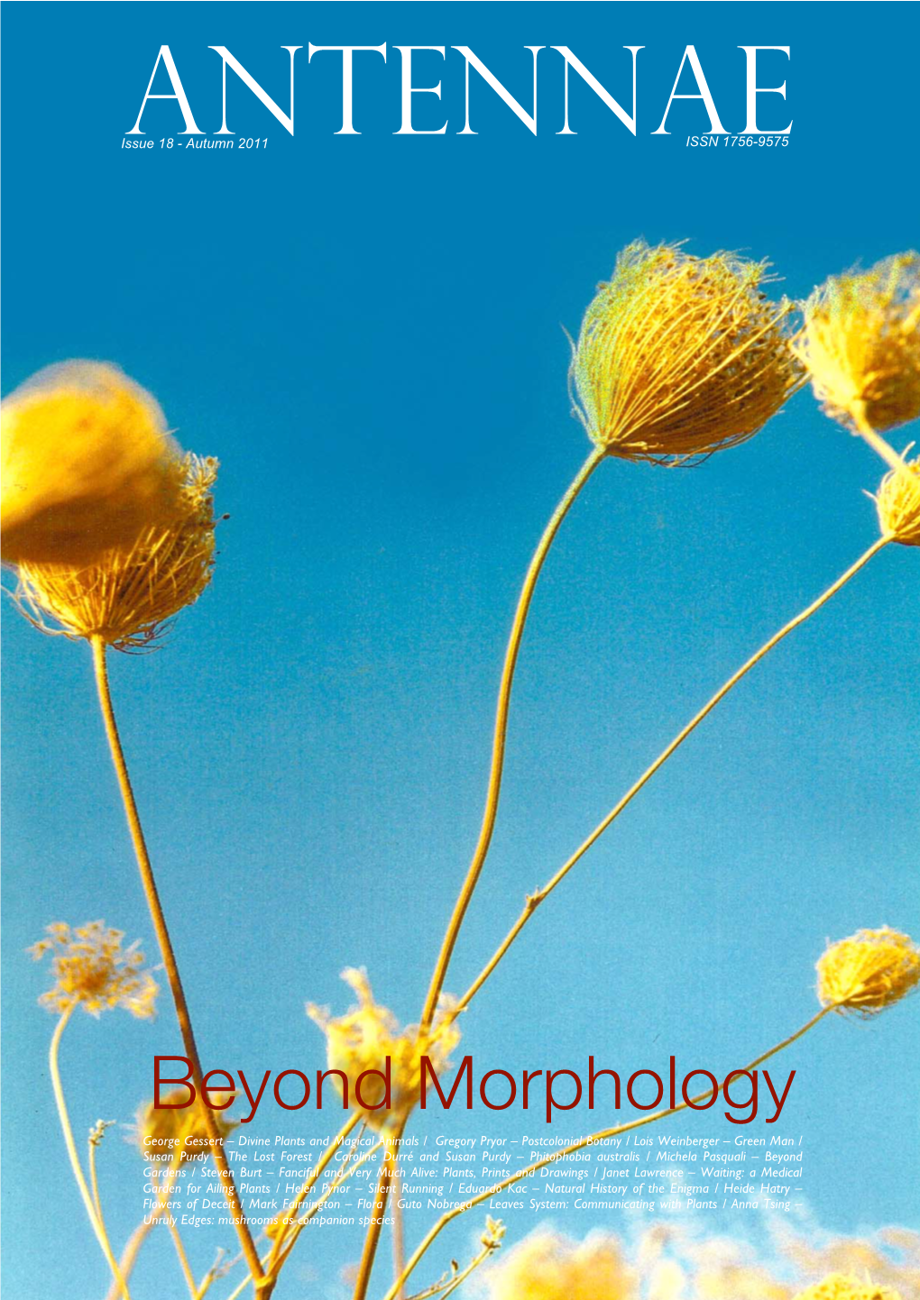 Beyond Morphology