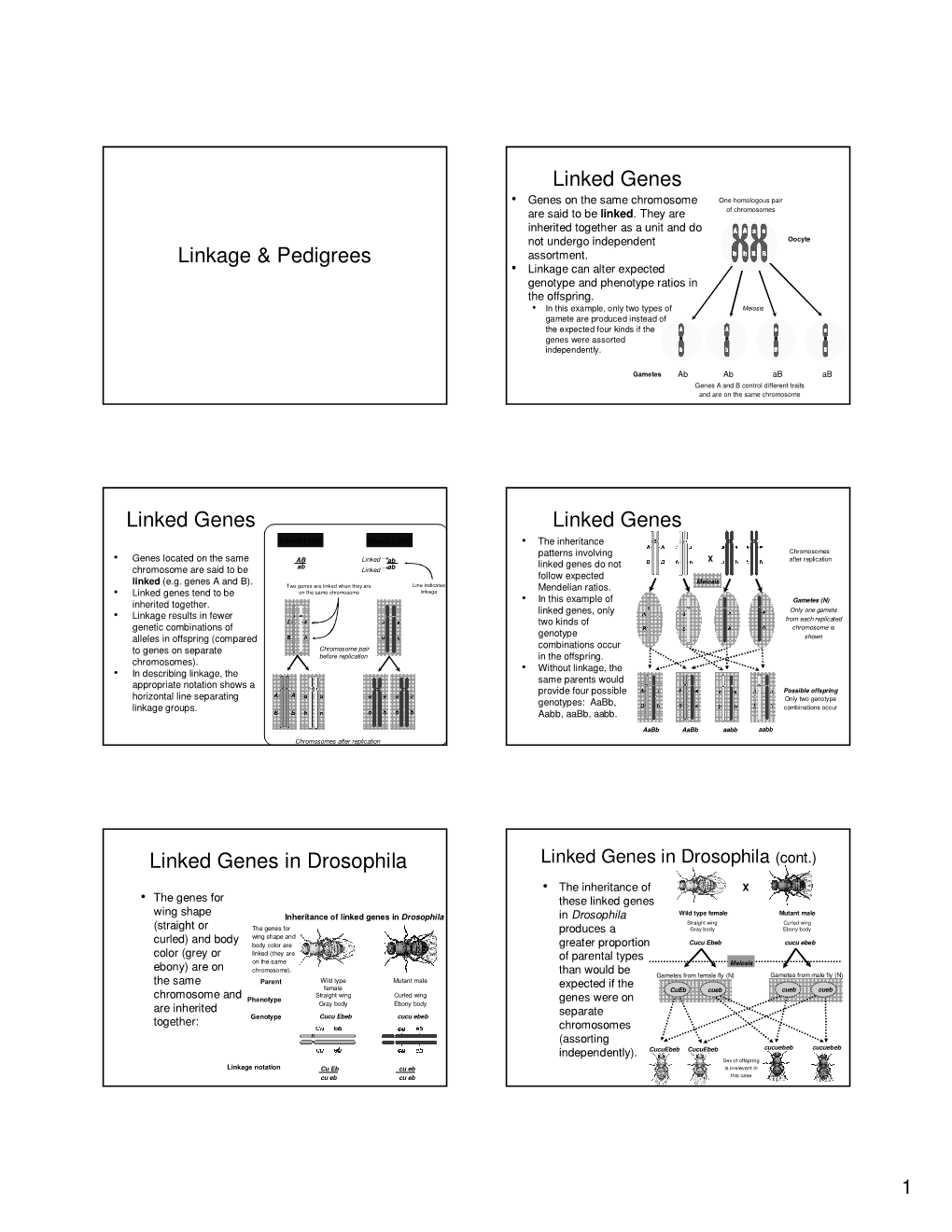 Linkage & Pedigrees Linked Genes