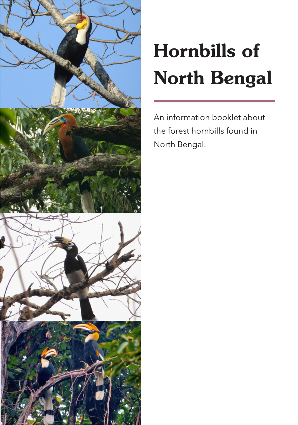 Hornbills of North Bengal