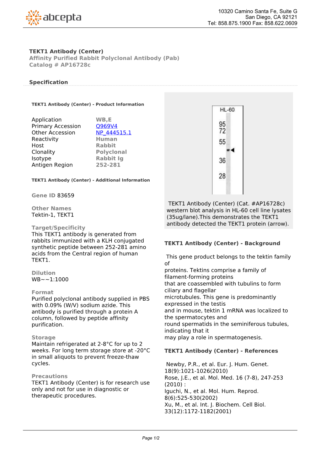 TEKT1 Antibody (Center) Affinity Purified Rabbit Polyclonal Antibody (Pab) Catalog # Ap16728c