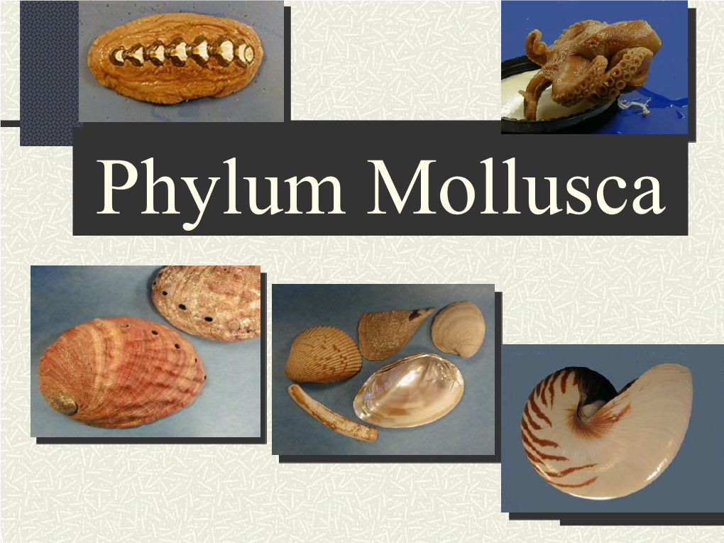 Phylum Mollusca Phylum Mollusca (Mollis, Soft)