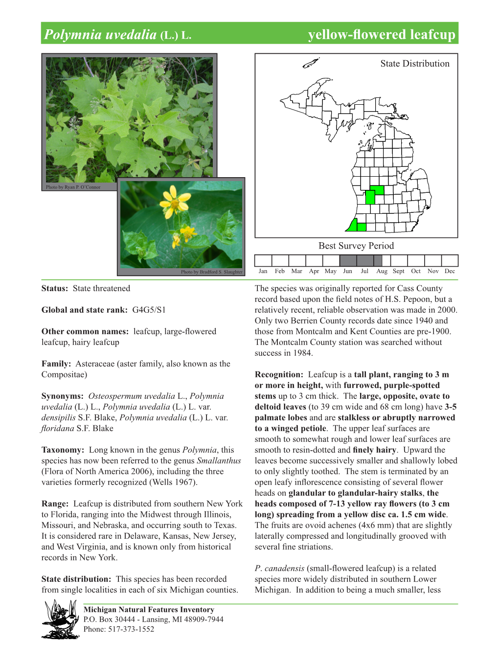 Polymnia Uvedalia (L.) L. Yellow-Flowered Leafcup