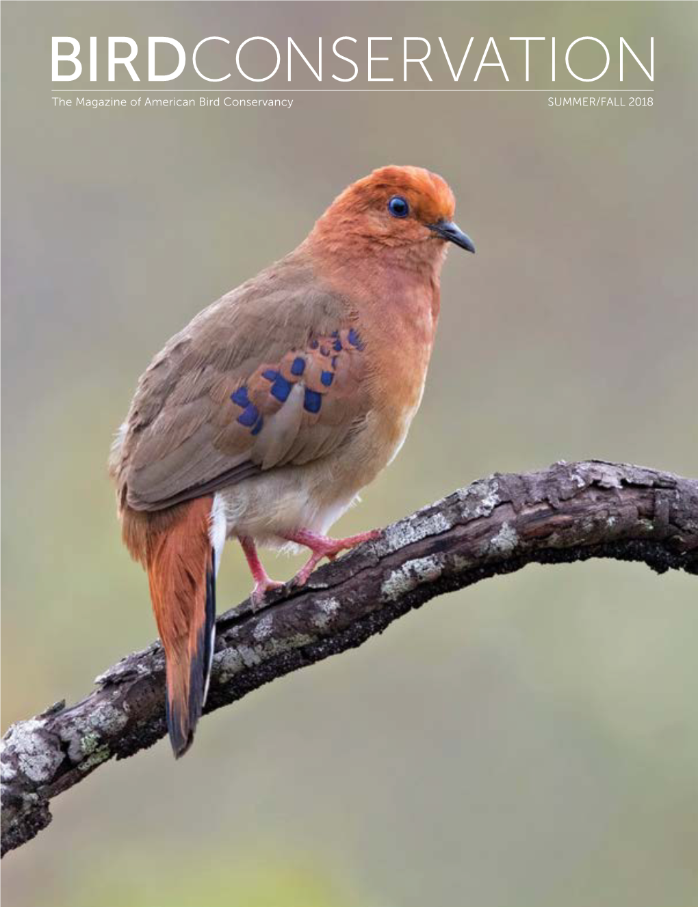 BIRDCONSERVATION the Magazine of American Bird Conservancy SUMMER/FALL 2018 BIRD’S EYE VIEW