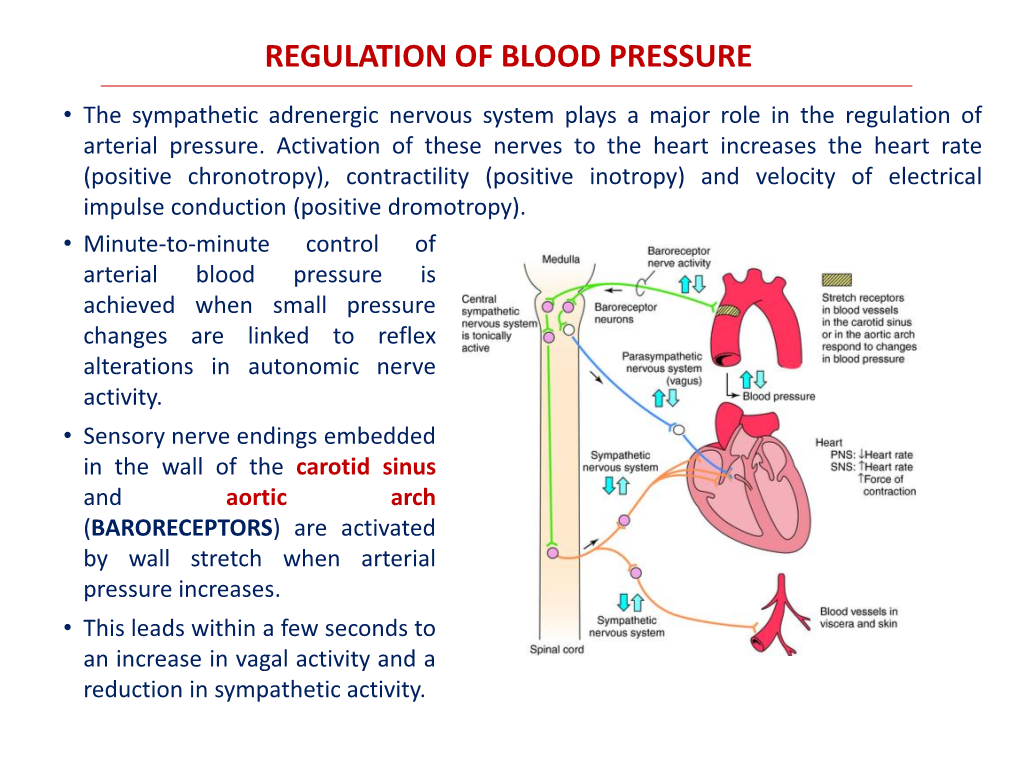 Regulation of Blood Pressure