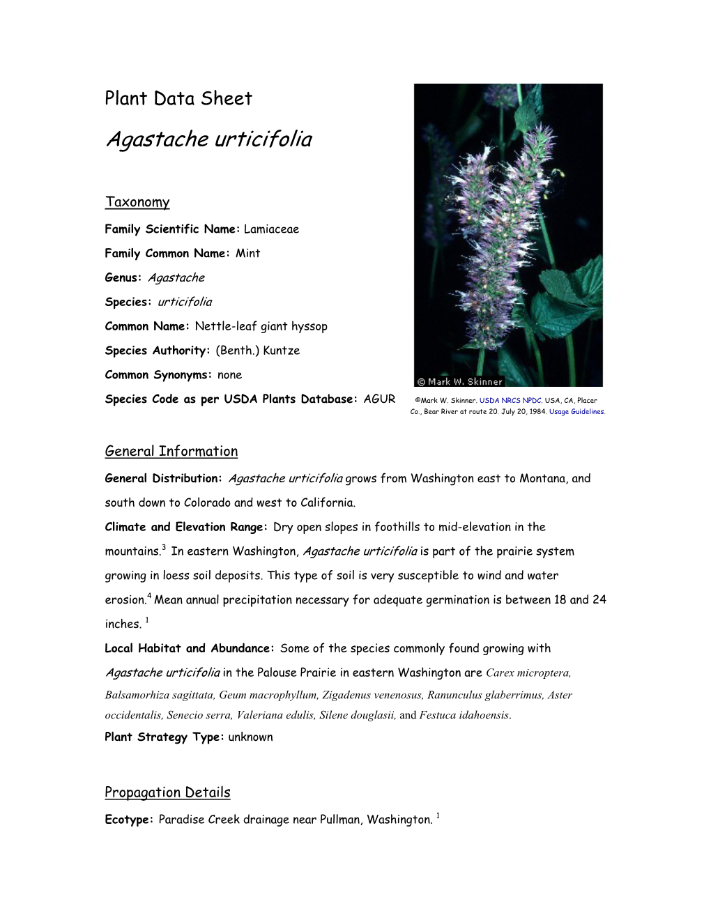 Agastache Urticifolia