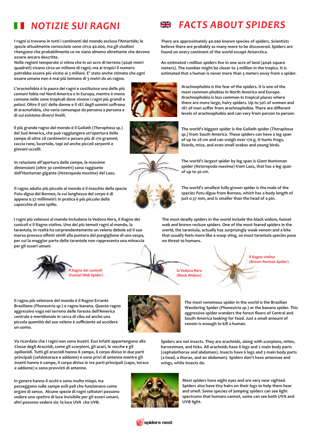 Notizie Sui Ragni Facts About Spiders