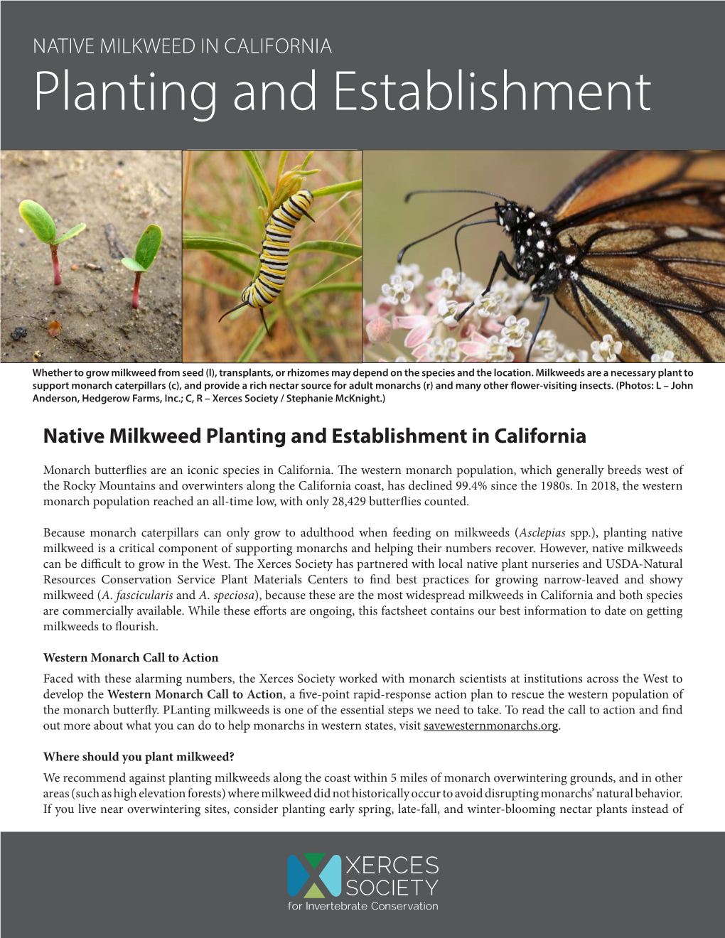 Native Milkweed in California: Planting and Establishment