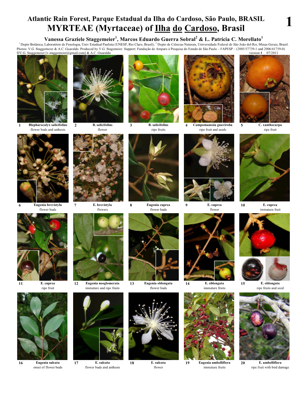 MYRTEAE (Myrtaceae) of Ilha Do Cardoso, Brasil Vanessa Graziele Staggemeier1, Marcos Eduardo Guerra Sobral2 & L