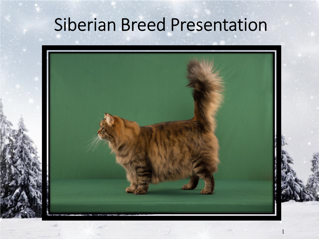 Siberian Breed Presentation