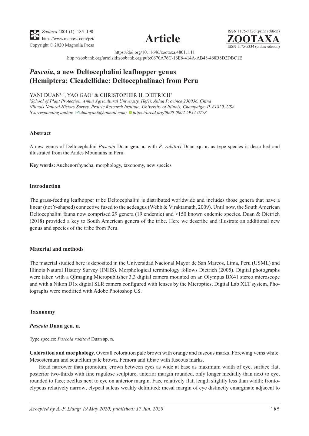 Pascoia, a New Deltocephalini Leafhopper Genus (Hemiptera: Cicadellidae: Deltocephalinae) from Peru