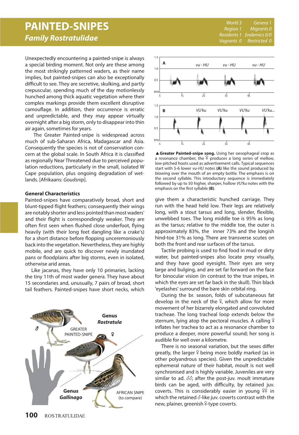 PAINTED-SNIPES Region 1 Migrants 0 Residents 1 Endemics 0/0 Family Rostratulidae Vagrants 0 Restricted 0