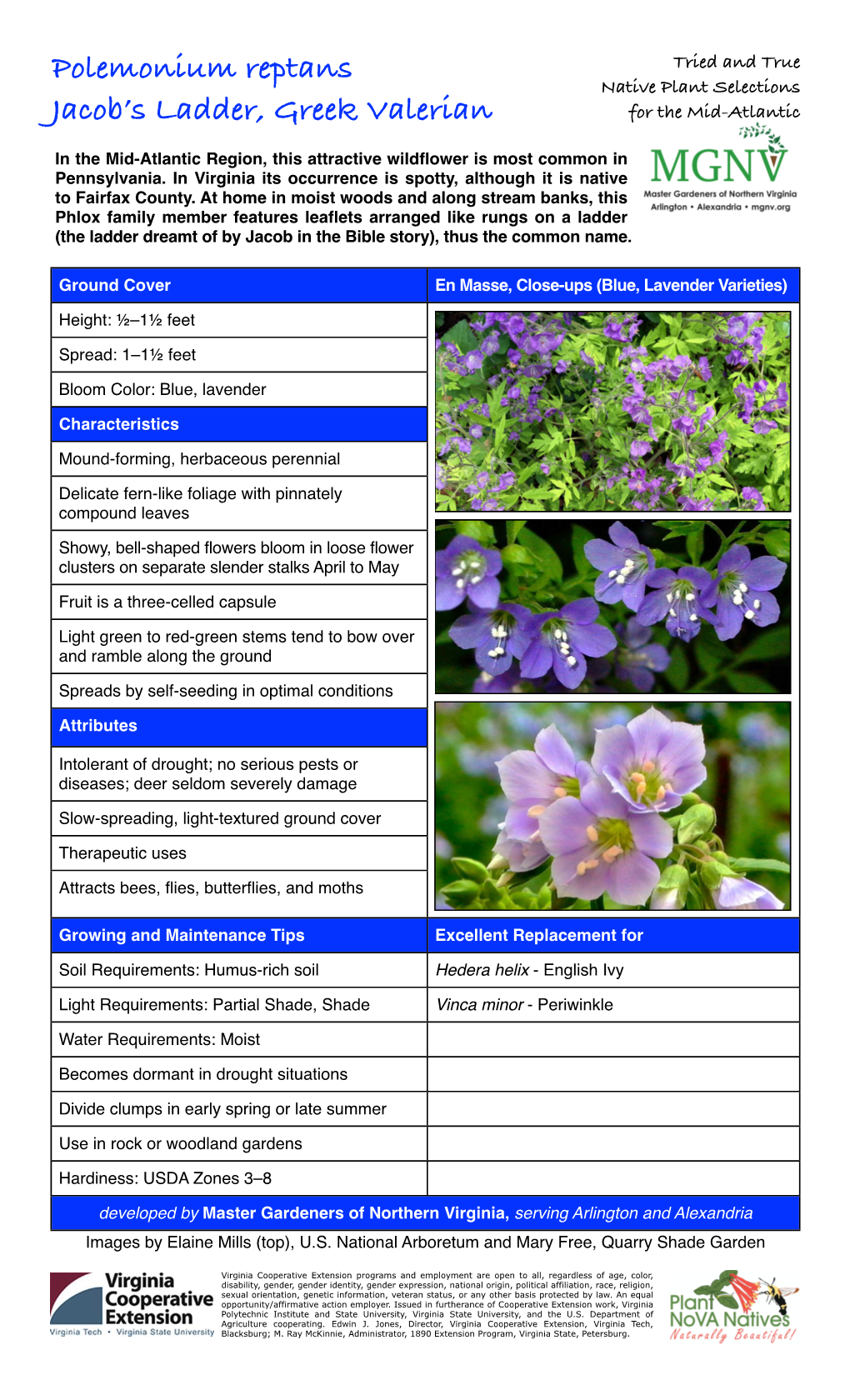 Polemonium Reptans Tried and True Native Plant Selections Jacob’S Ladder, Greek Valerian for the Mid-Atlantic