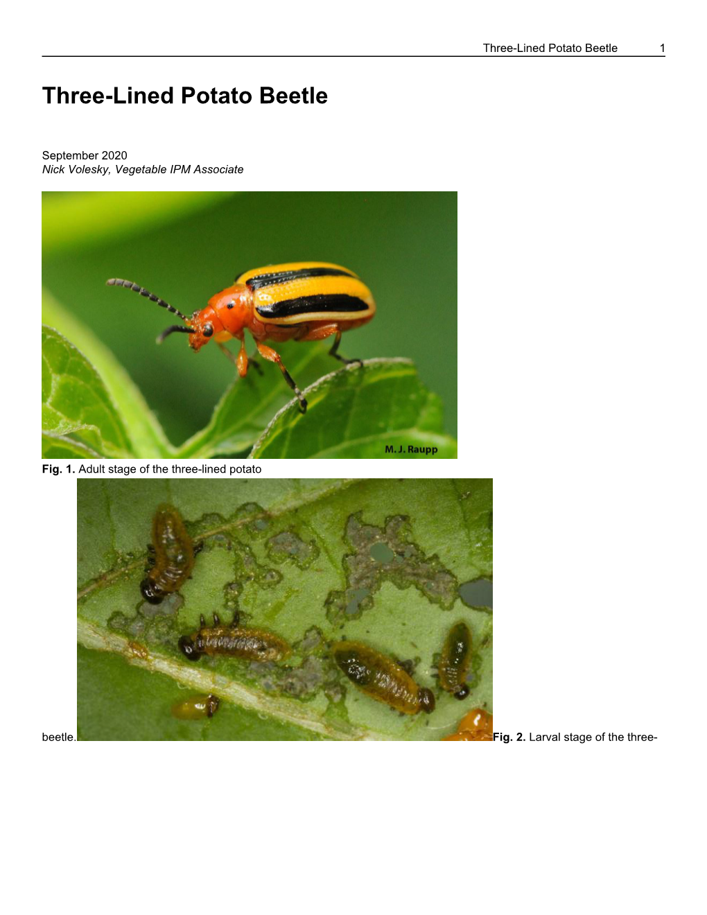 Three-Lined Potato Beetle 1