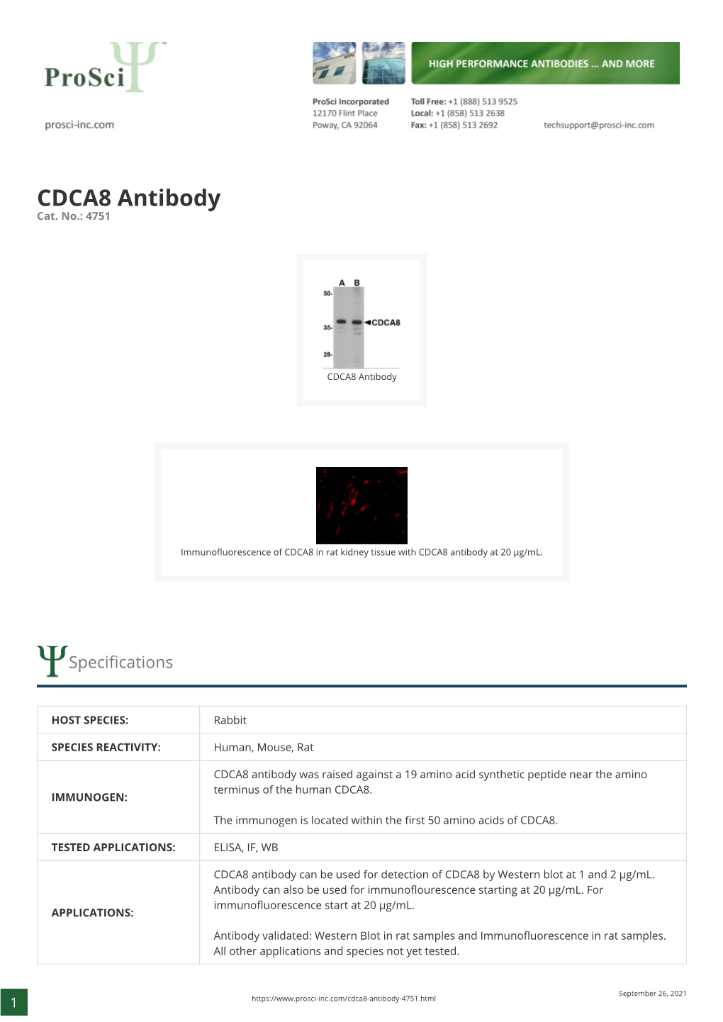 CDCA8 Antibody Cat