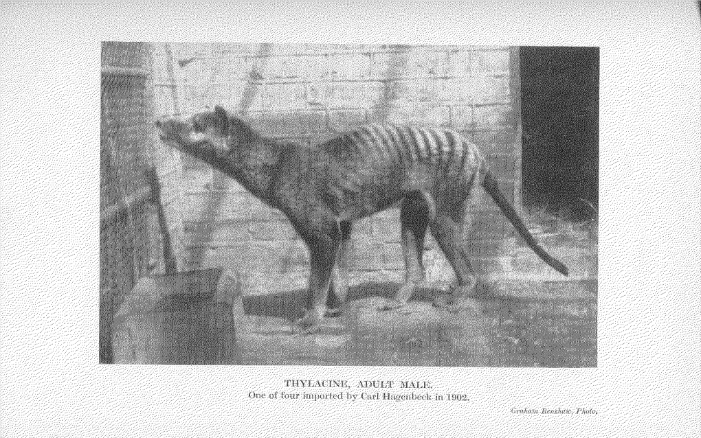 The Thylacine 47