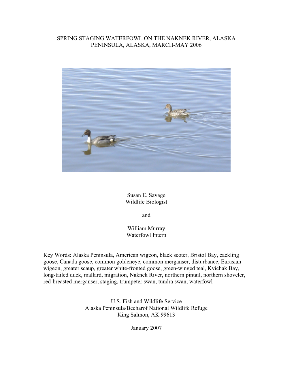 Spring Staging Waterfowl on the Naknek River, Alaska Peninsula, Alaska, March-May 2006