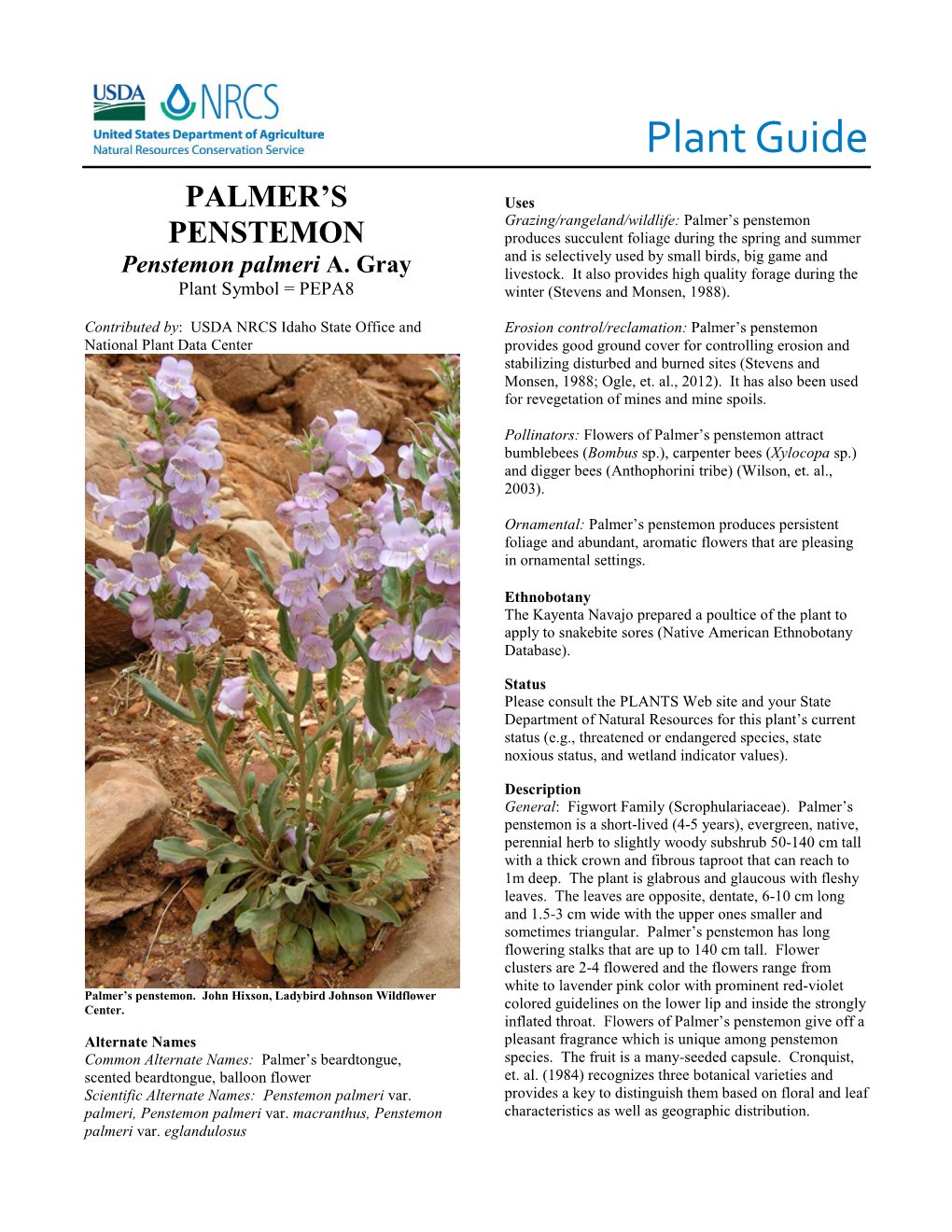 Palmer's Penstemon, Penstemon Palmeri, Plant Guide