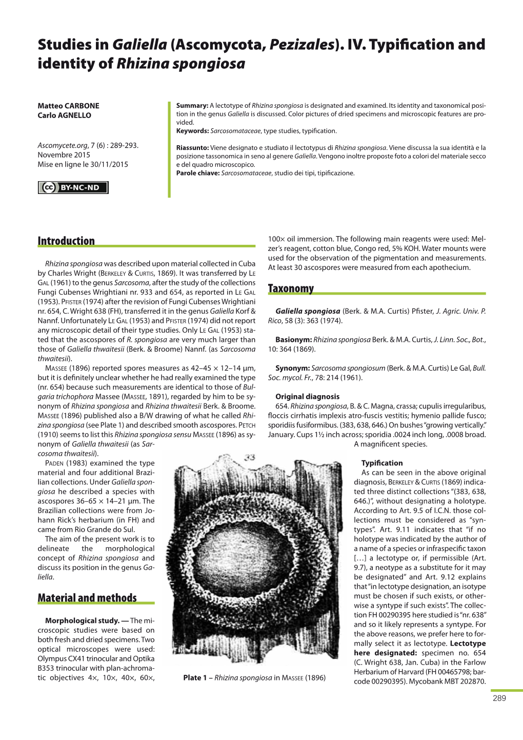 IV. Typification and Identity of Rhizina Spongiosa