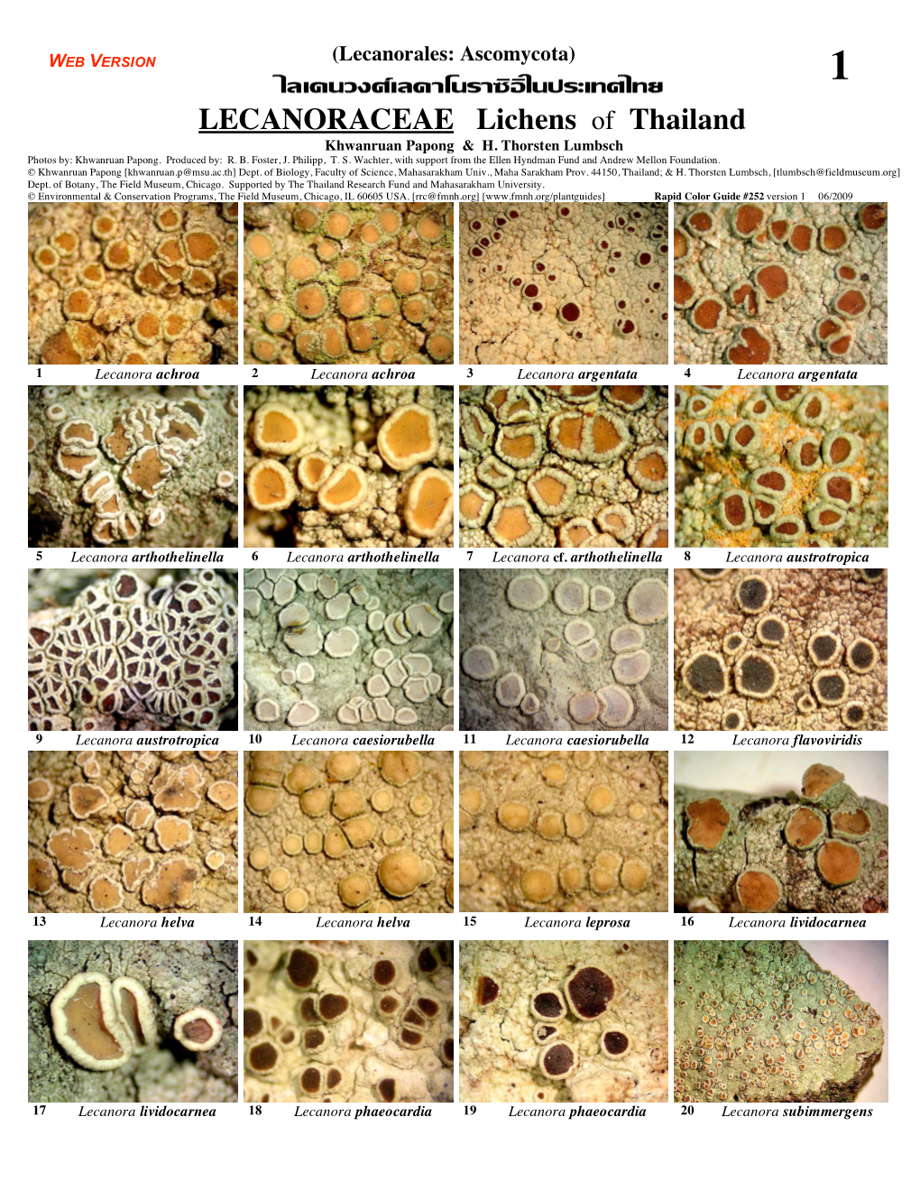 LECANORACEAE Lichens of Thailand Khwanruan Papong & H