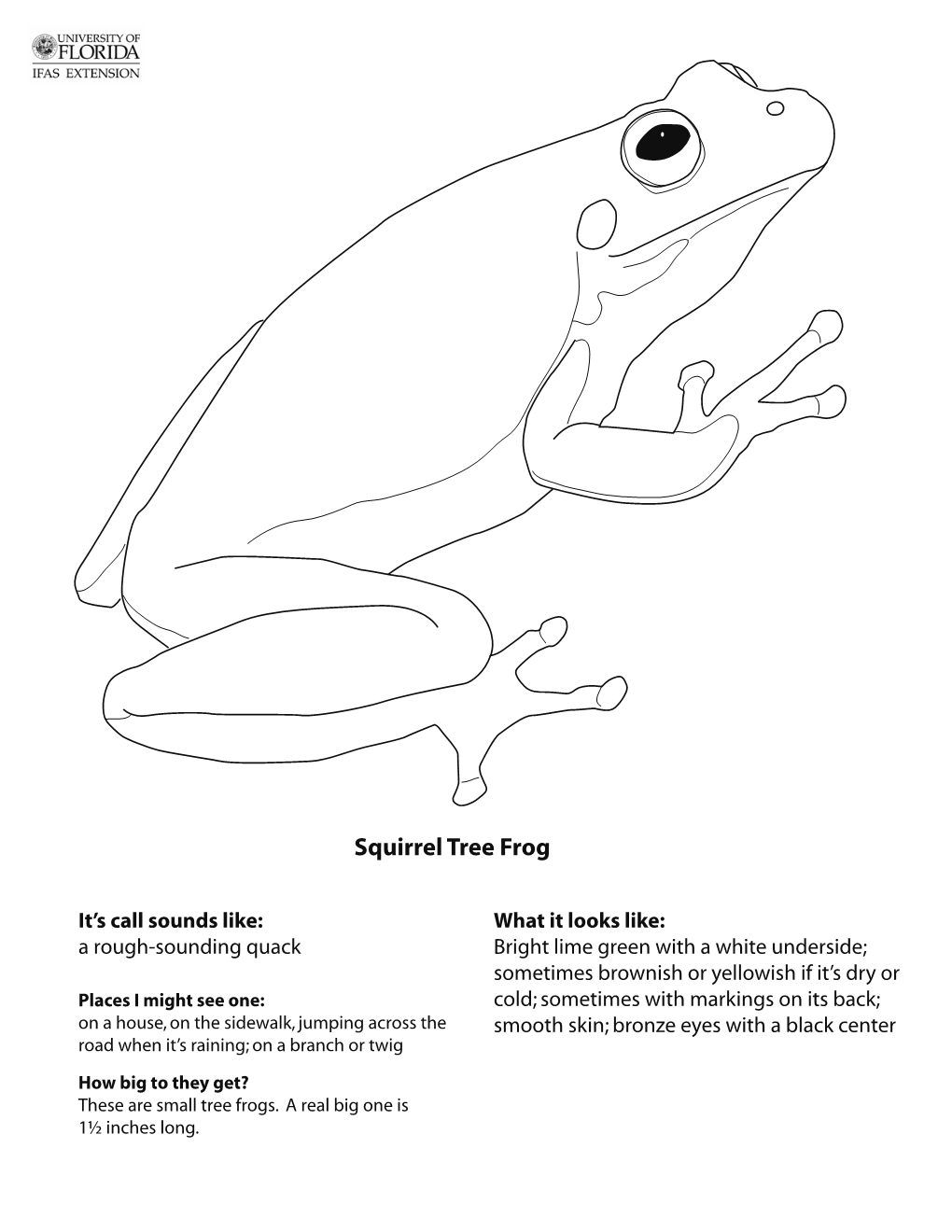 Squirrel Tree Frog