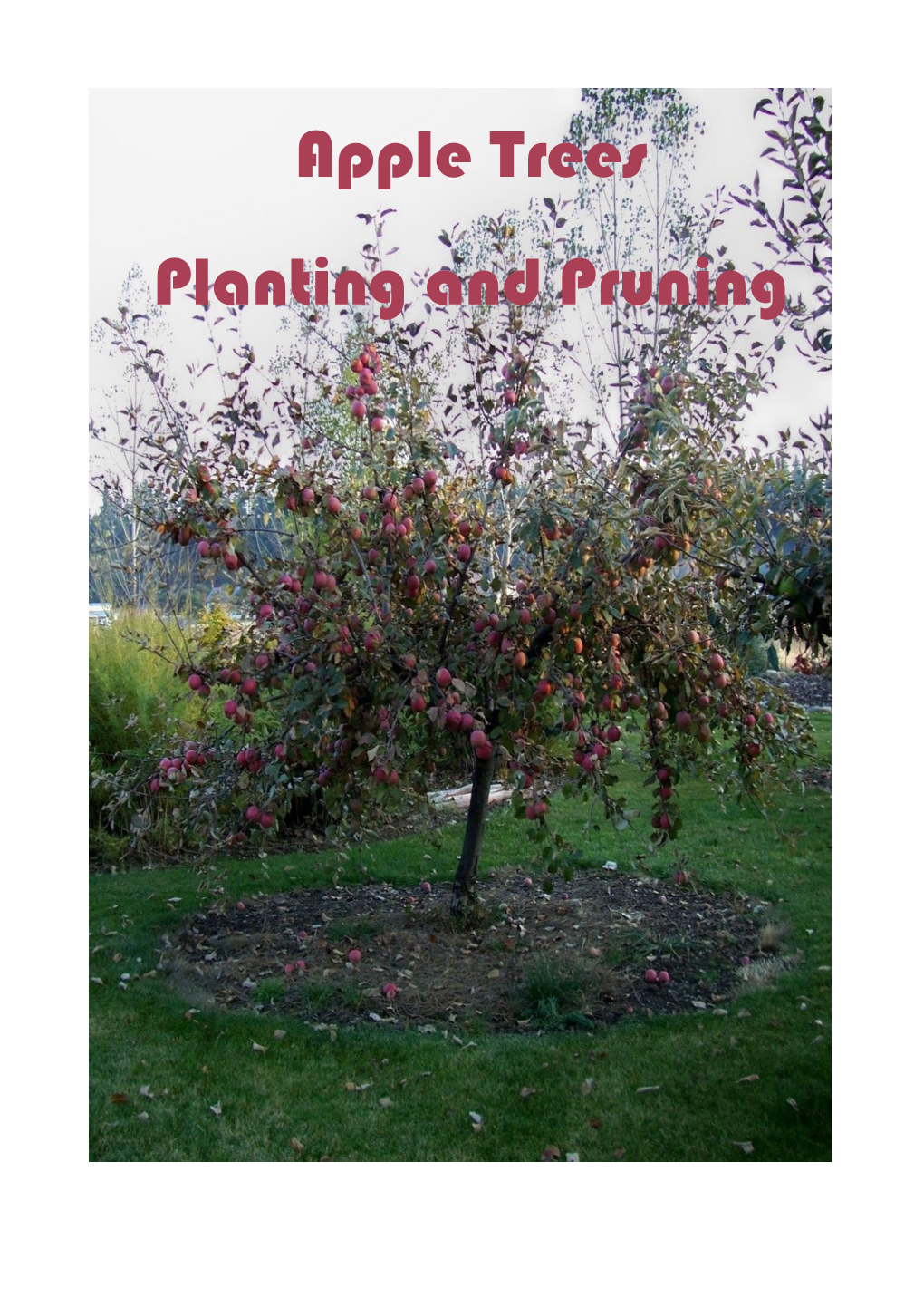 Apple Trees Planting and Pruning