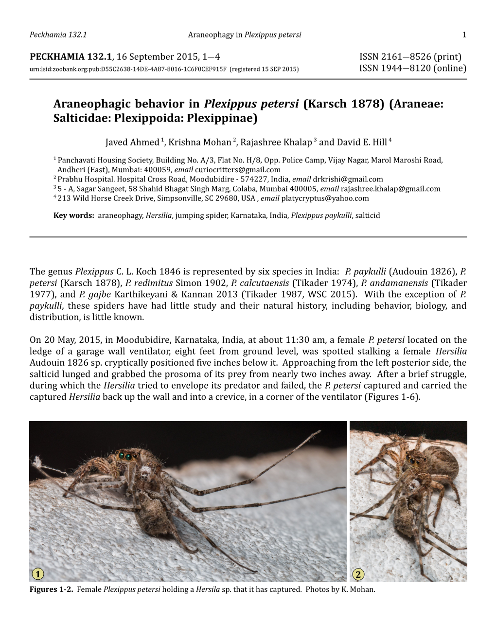 Araneophagic Behavior in Plexippus Petersi (Karsch 1878) (Araneae: Salticidae: Plexippoida: Plexippinae)