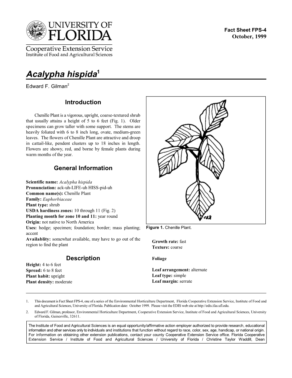 Acalypha Hispida1