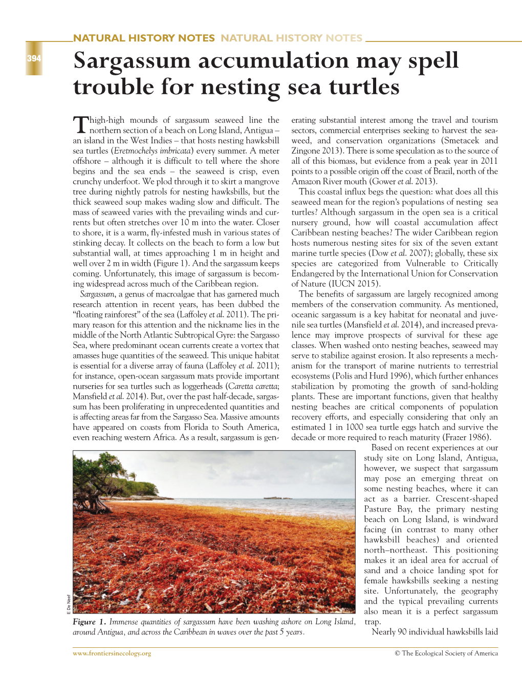 Sargassum Accumulation May Spell Trouble for Nesting Sea Turtles