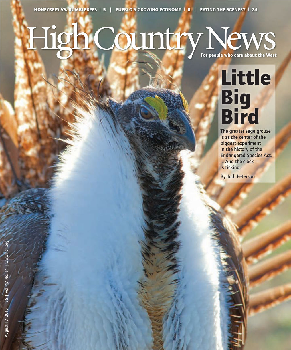 Little Big Bird the Greater Sage Grouse Is at the Center of the Biggest Experiment in the History of the Endangered Species Act